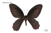 藏品(曙鳳蝶)的圖片